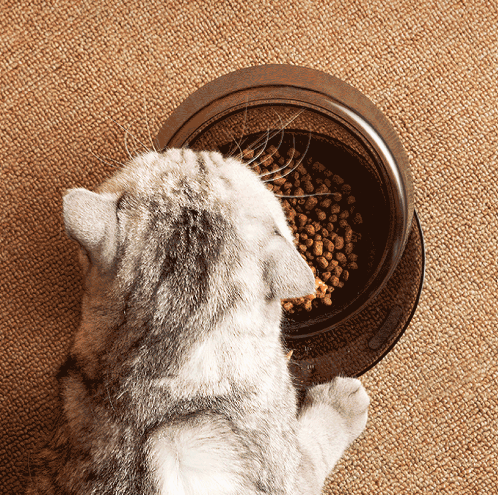 Ibiyaya Tilt-n-Serve Pet Feeding Bowl