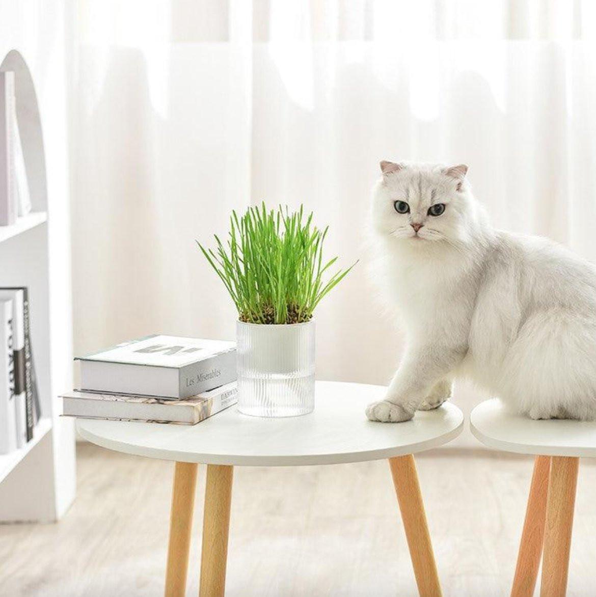 All in One Soil Free Cat Grass Grow Kit