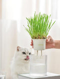 All in One Soil Free Cat Grass Grow Kit