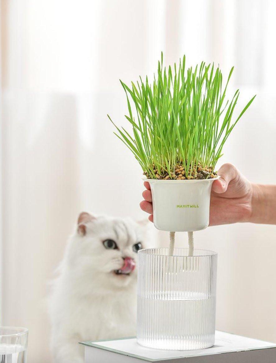 All in One Soil Free Cat Grass Grow Kit