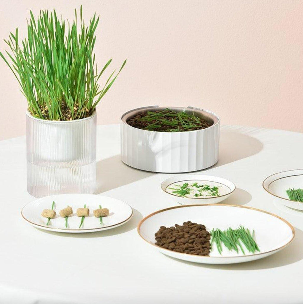 All in One Soil Free Cat Grass Grow Kit