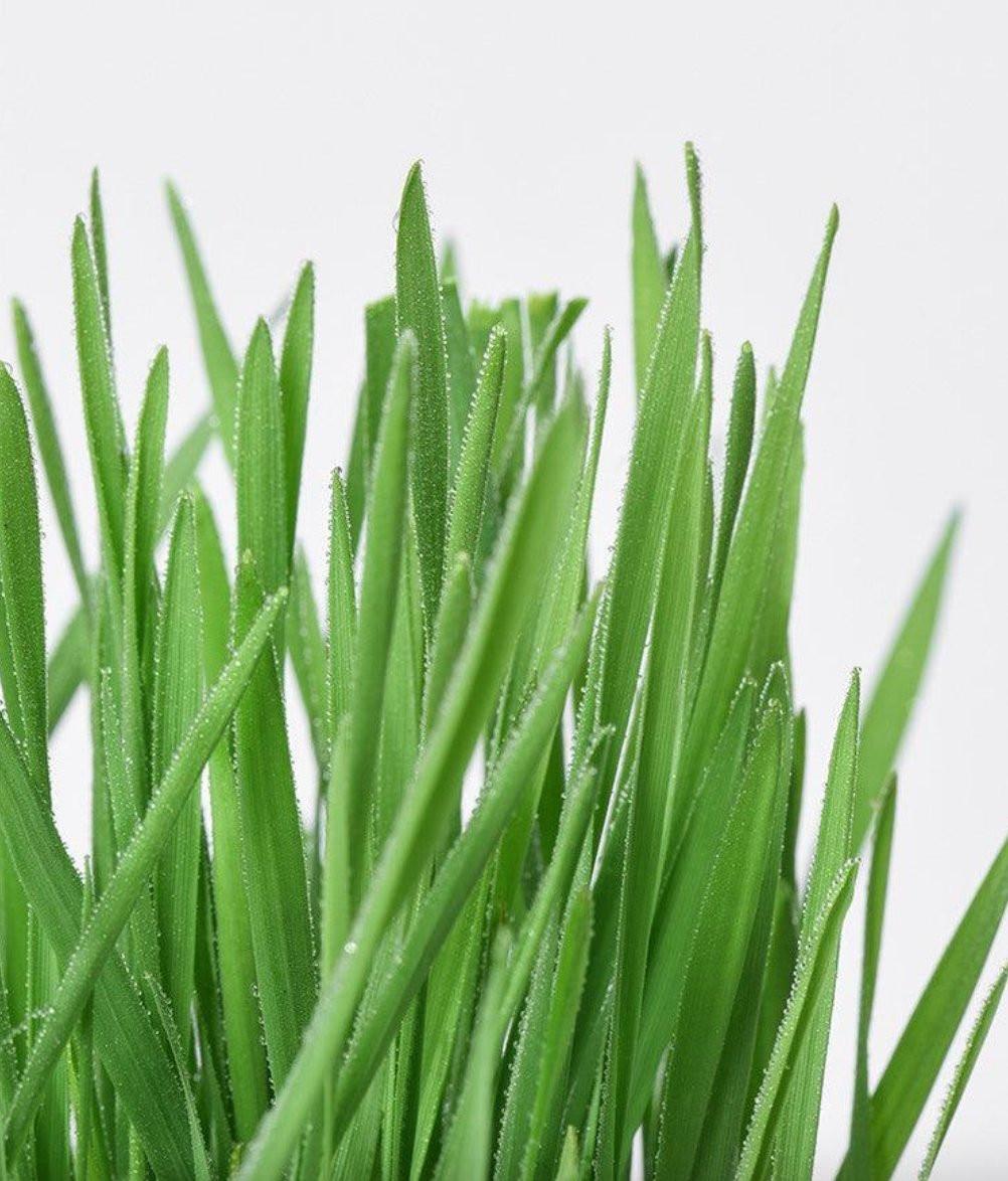 All in One Soil Free Cat Grass Grow Kit