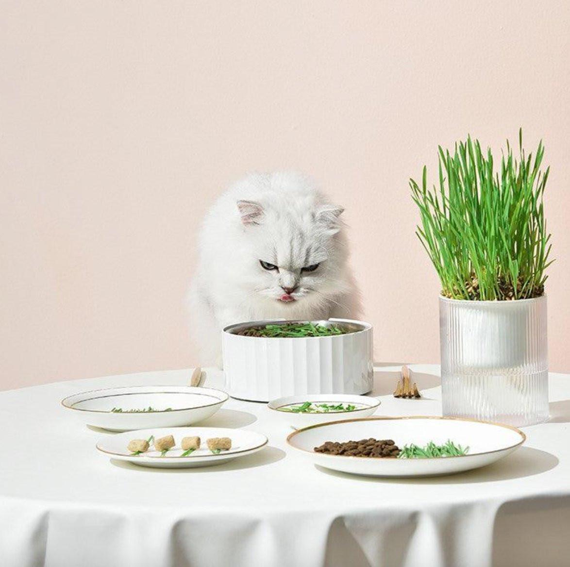 All in One Soil Free Cat Grass Grow Kit