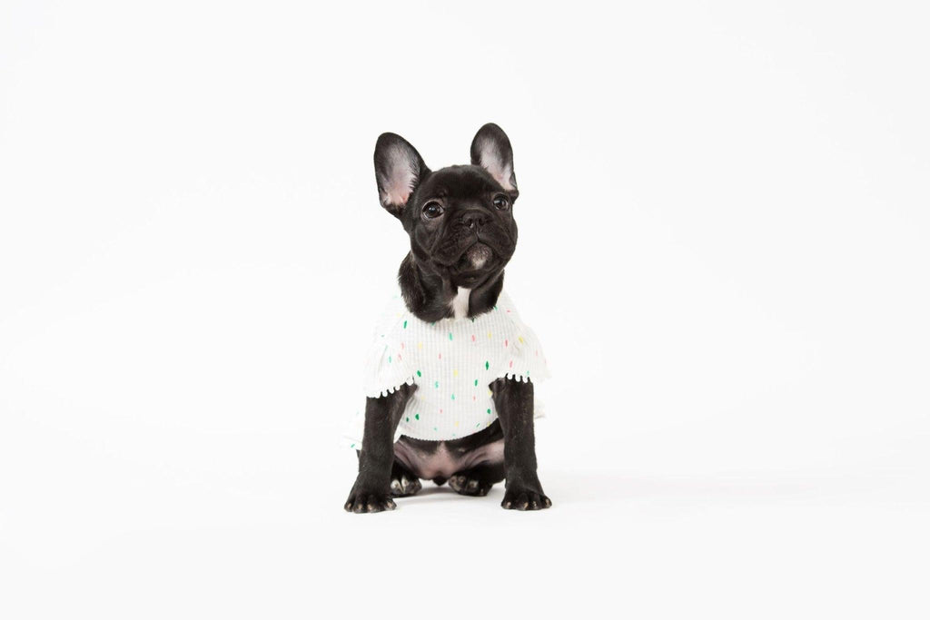 Bohemian Dog Dress