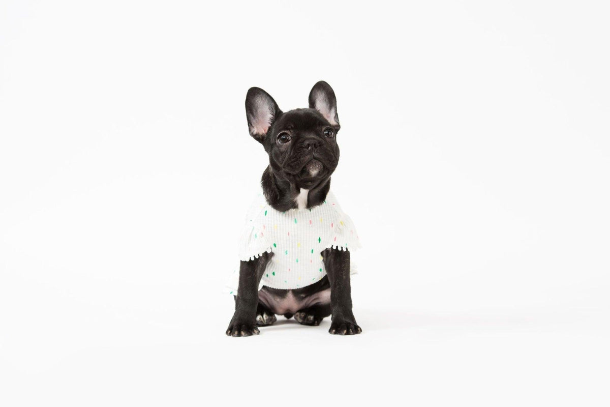 Bohemian Dog Dress