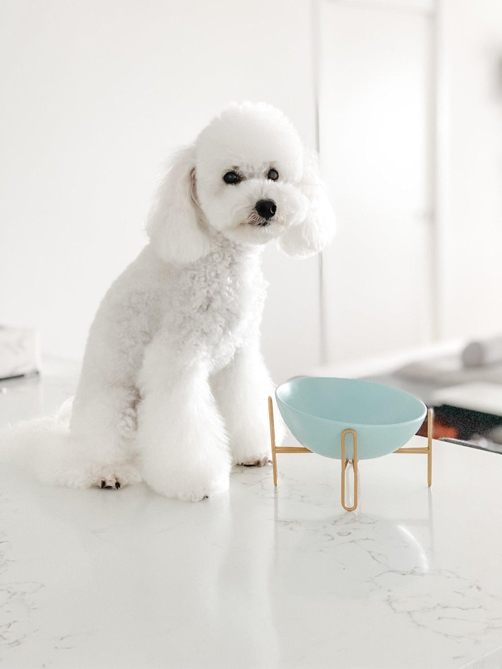 Bronze Stand Ceramic Pet Bowl in Tiffany