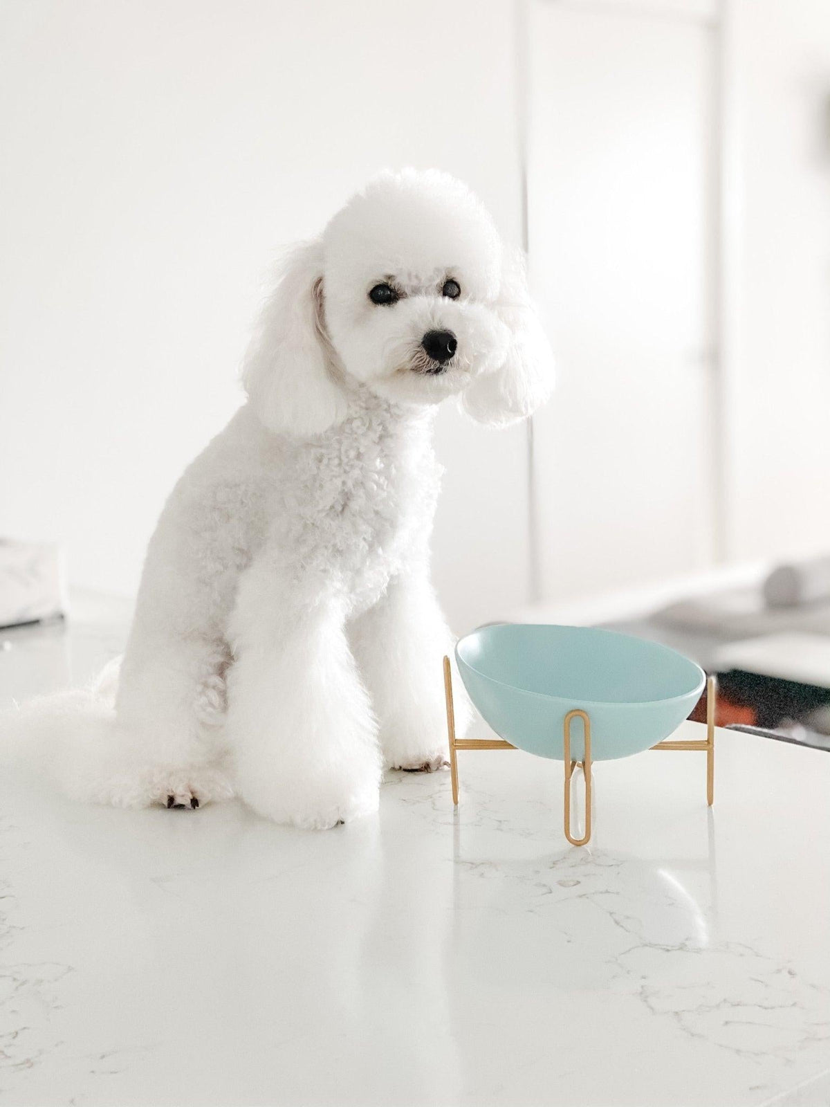 Bronze Stand Ceramic Pet Bowl in Tiffany