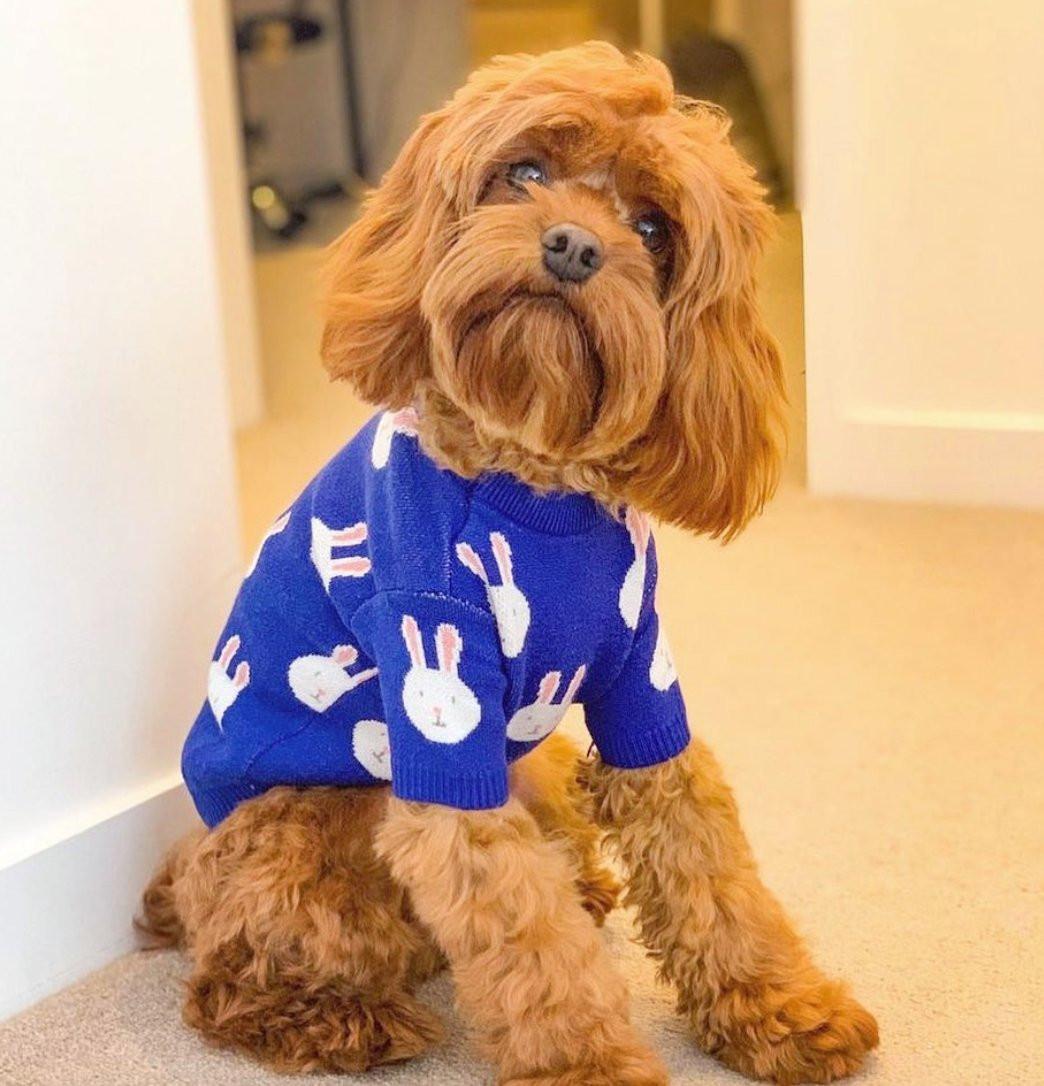 Rabbit Print Dog Sweater - Blue