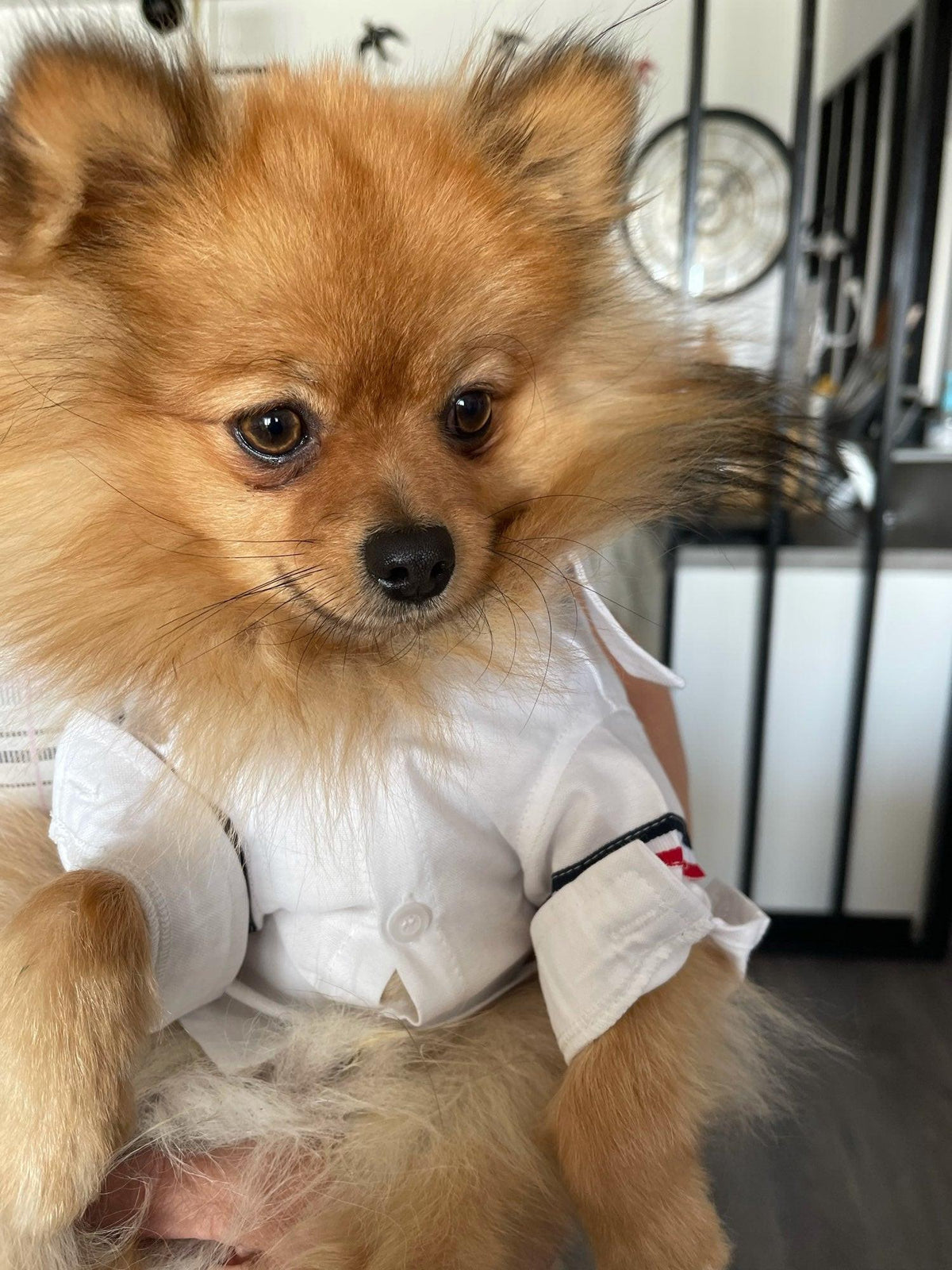 The Classic Dog Shirt
