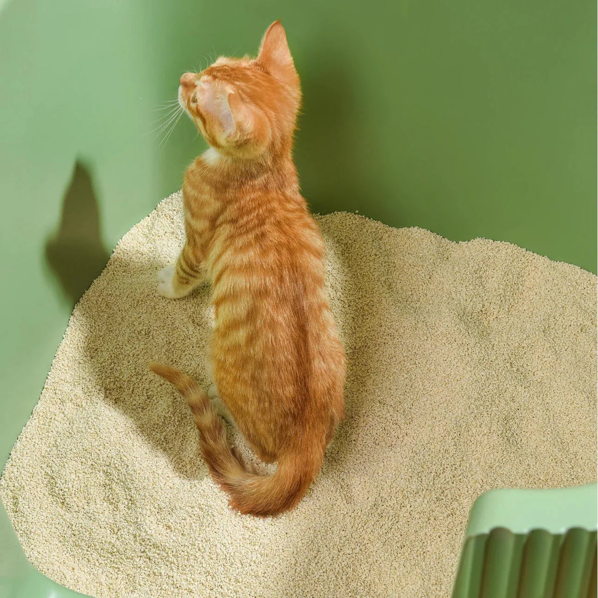 Tofu Cat Litter for Kittens and Small Animals, Natural Crushed Formula, Plant-Based & Safe if Ingested 2.5kg/6L