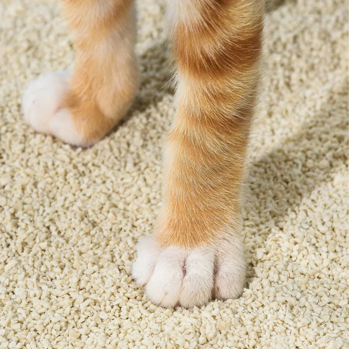 Tofu Cat Litter for Kittens and Small Animals, Natural Crushed Formula, Plant-Based & Safe if Ingested 2.5kg/6L