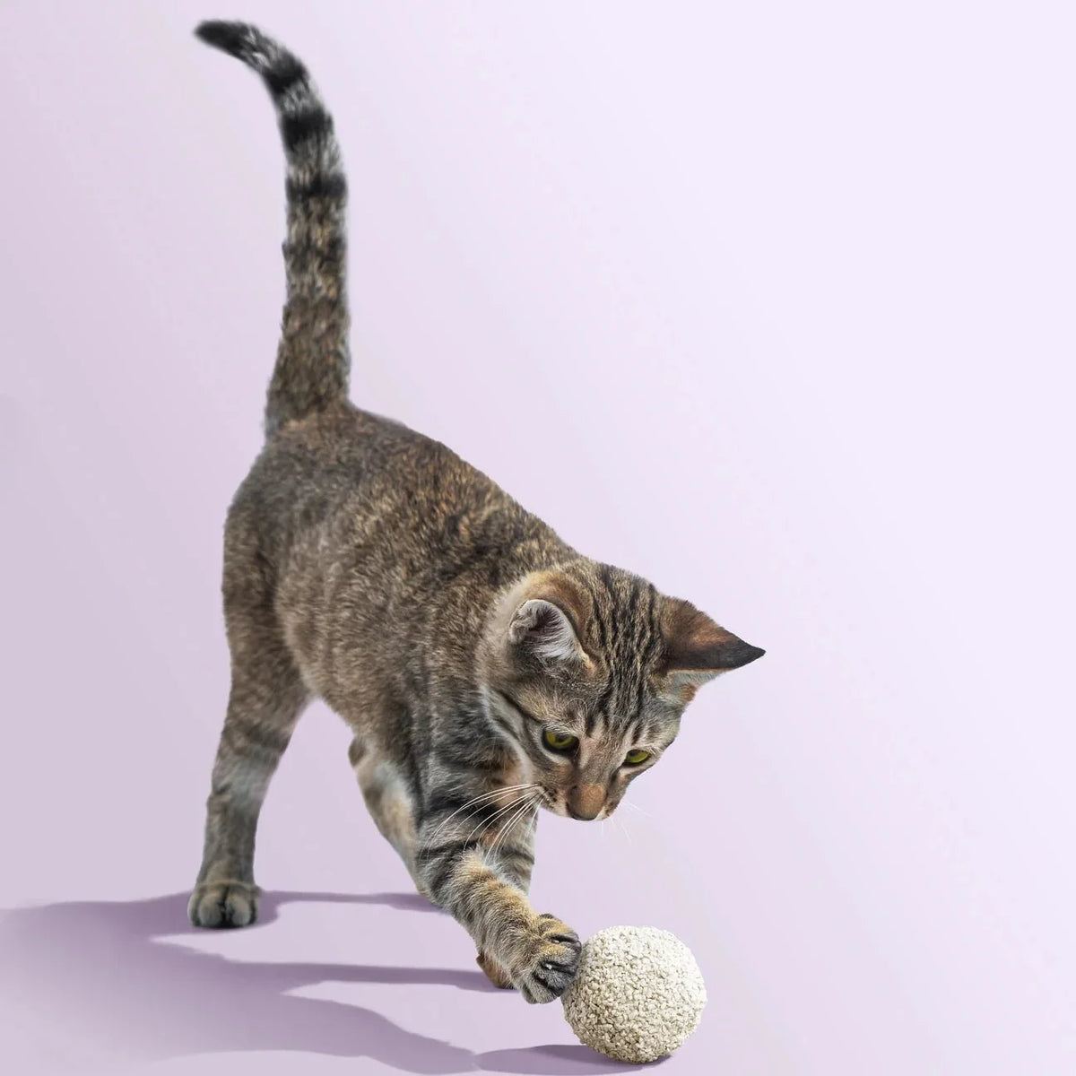 Tofu Cat Litter for Kittens and Small Animals, Natural Crushed Formula, Plant-Based & Safe if Ingested 2.5kg/6L