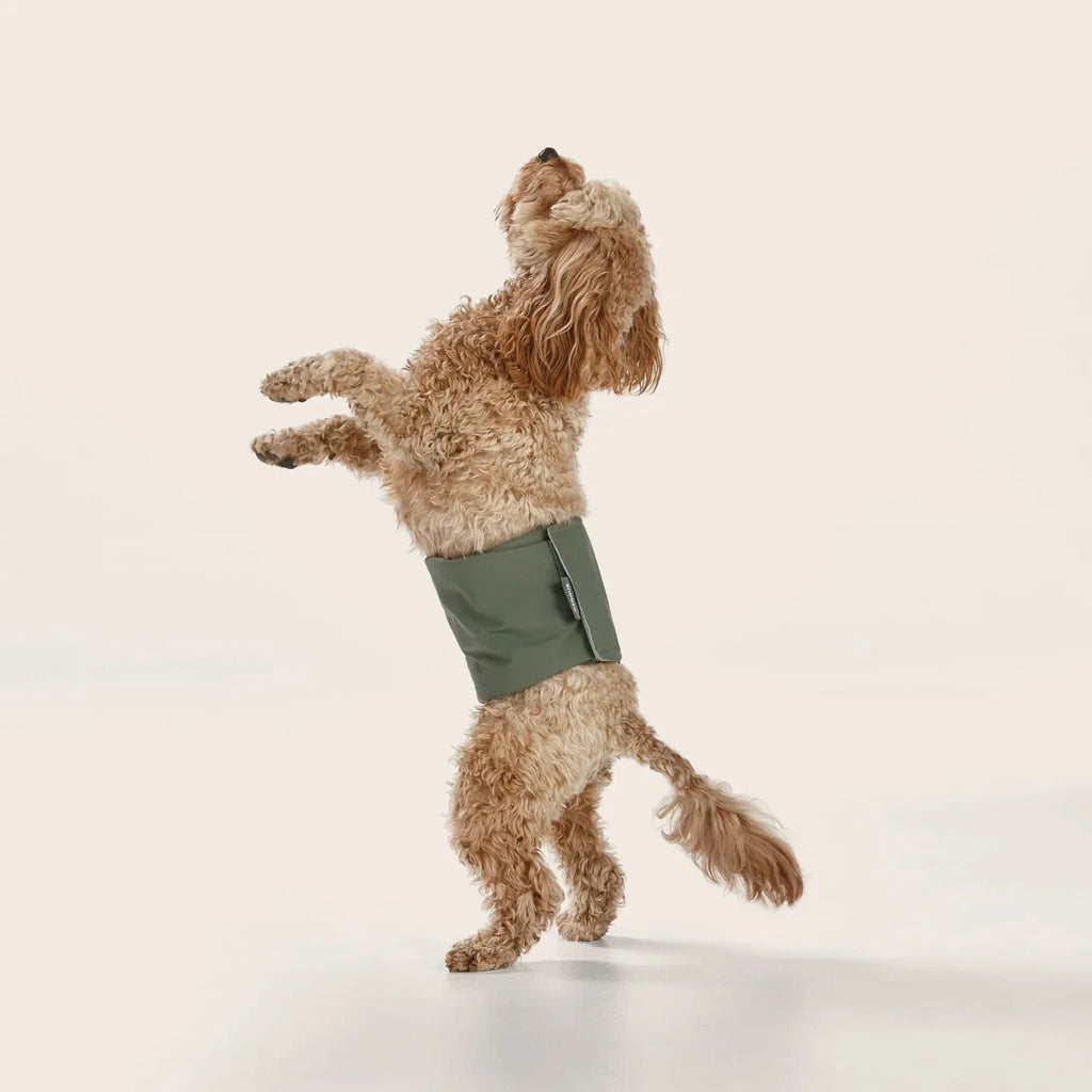 Washable Dog Nappy Band – Twin Pack for Male Dogs